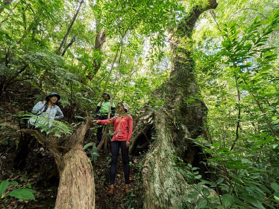 オキナワウラジロガシ 