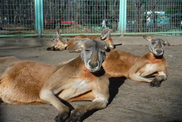 おびひろ動物園_001