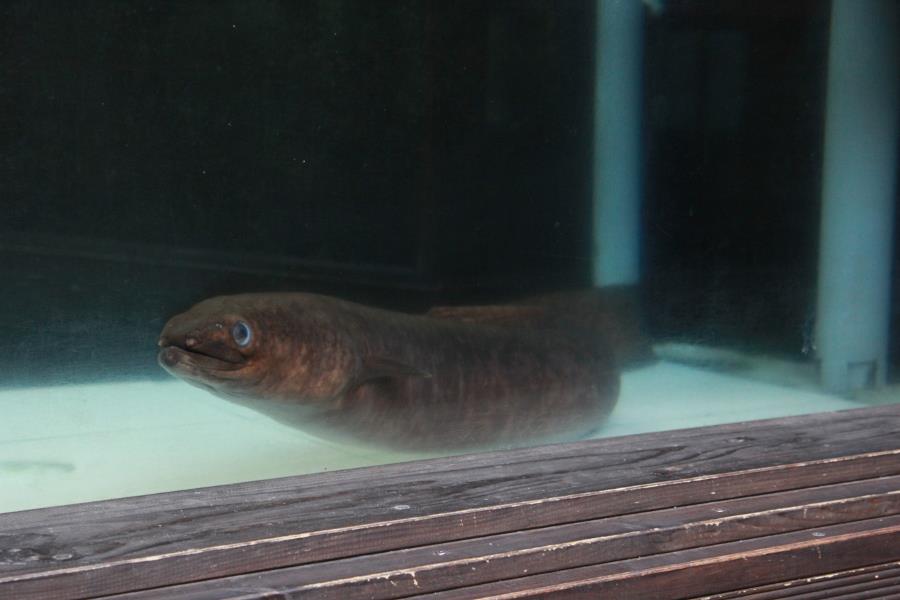 大うなぎの展示は売店の奥で行われています