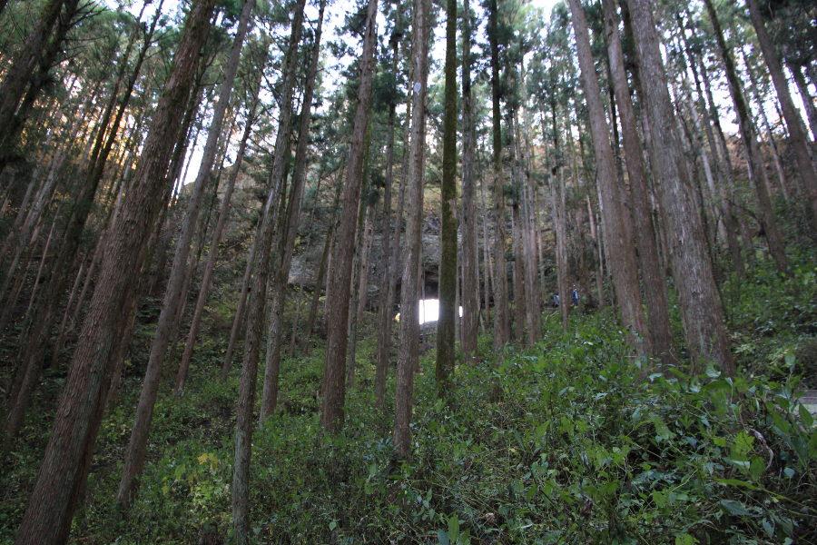 凛とした空気が漂う境内。木々がうっそうと生い茂っています