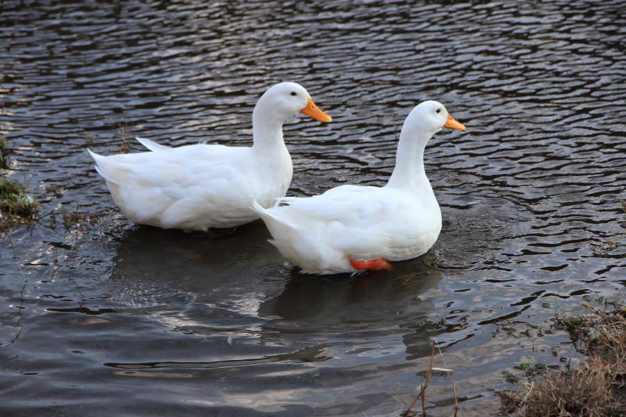 手漕ぎボートなど、湖面で遊ぶこもできますよ。湖にはたくさんのアヒルや白鳥が飛来しており、鳥たちの憩いの場にも