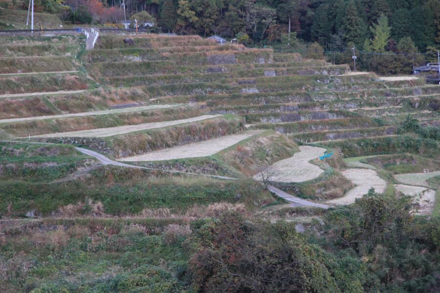 旅の締めくくりは「日本の棚田百選」となった内成棚田へ。志高湖からは車でおよそ20分。細いあぜ道が迷路のようで散歩したくなりますよ