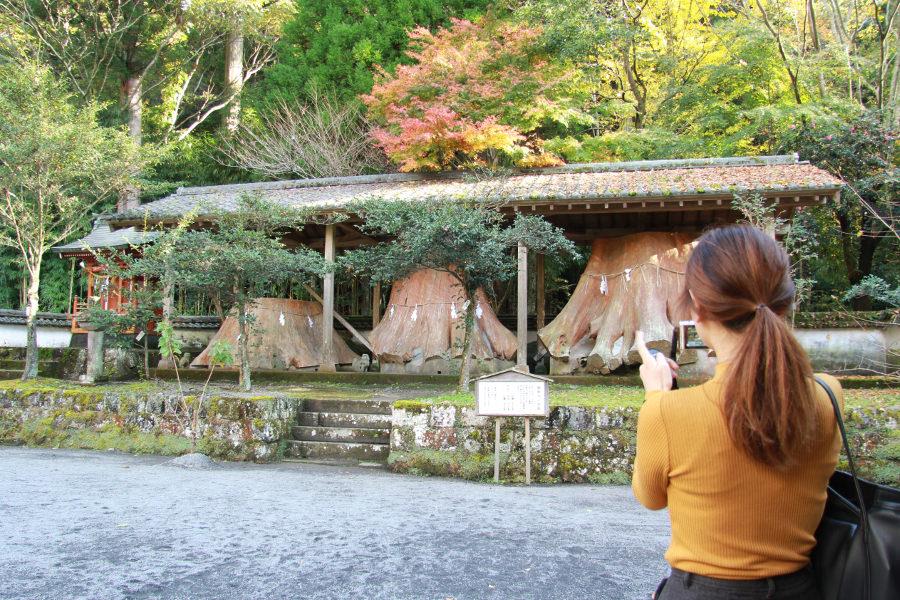 宇奈岐日女神社のご神木の切り株のサイズ感にびっくり！