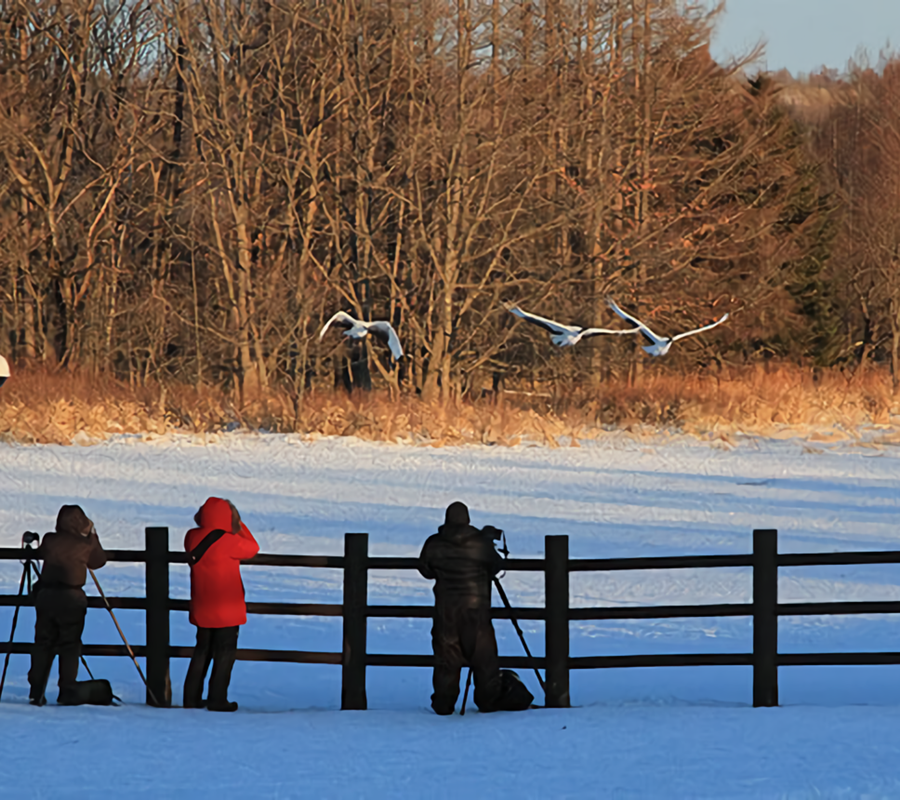 鶴居・伊藤タンチョウサンクチュアリ