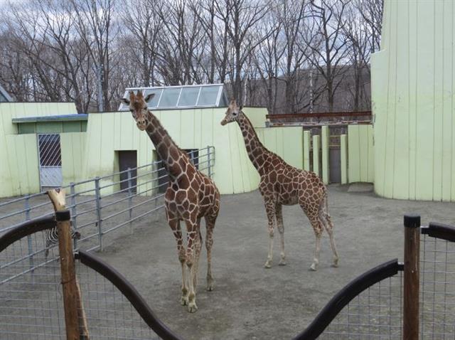 釧路市動物園_002 釧路市動物園_002