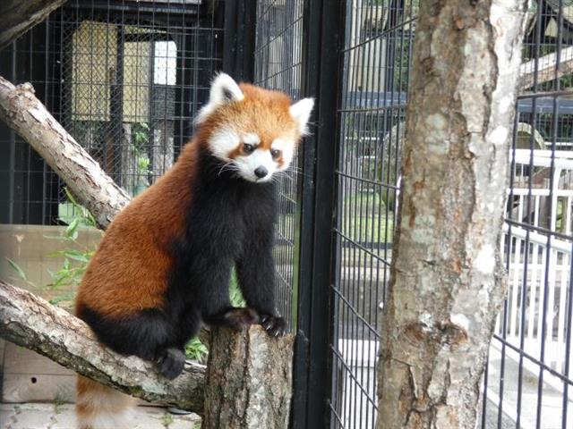 釧路市動物園_003 釧路市動物園_003