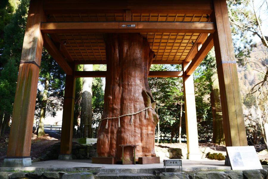 今なお、力強さを感じる「手野のスギ」。ふれる事もできます