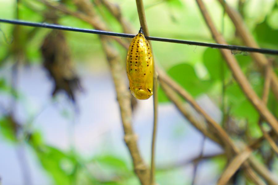 カフェの横では、オオゴマダラという蝶の飼育を行っています。とても大きな蝶でサナギは黄金色。自分の姿が映るほど綺麗に輝いています