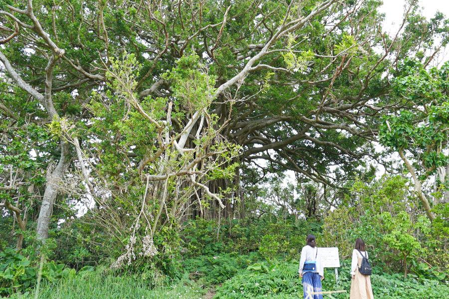 手久津久集落にある樹齢100年を超える巨大ガジュマル。木の特徴は、幹から気根という根っこが伸びている点。そのため、幹のように見える部分は何本もの根が複雑に絡み合っています