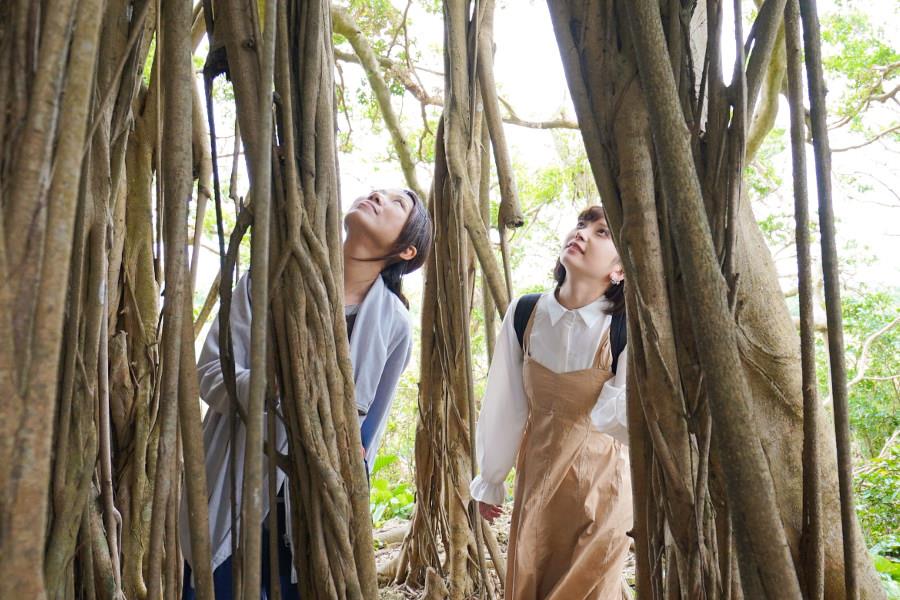 幹回りは16メートルもあり、普通ならこの大きさでは枝の重さで折れてしまいますが、周りの木に支えられて折れずに立っています。そのため島一番のパワースポットと呼ばれる場所なんだとか