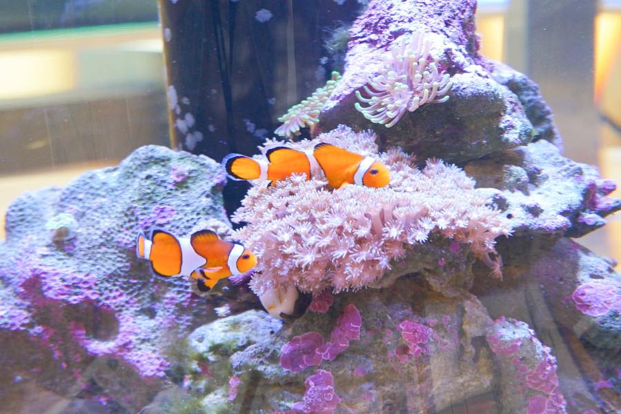 喜界島はサンゴ礁が陸に持ち上がってできた島。どのように島ができてきたのか、その10万年間の成り立ちや喜界島の周辺に見られるサンゴについて学ぶことができます