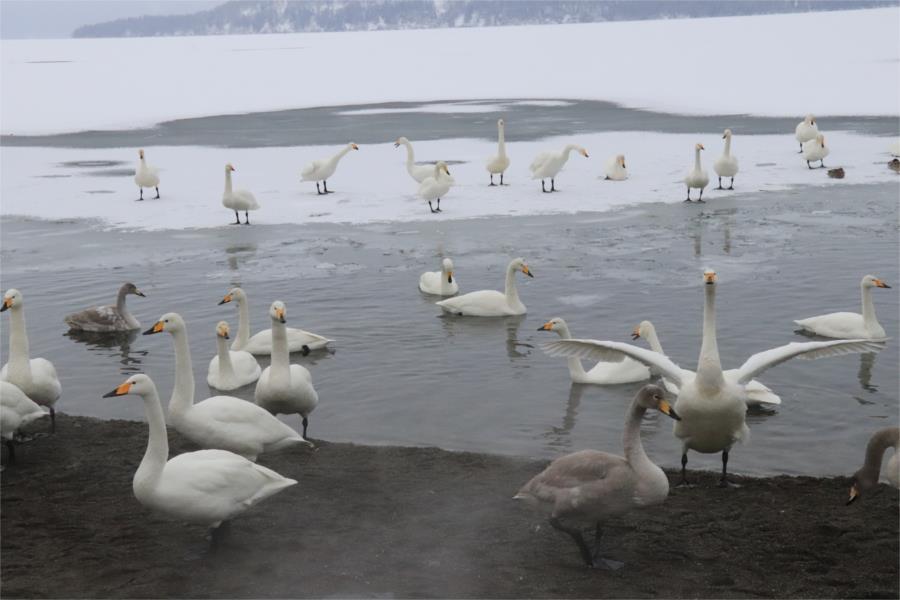 屈斜路湖ハクチョウ探しの旅