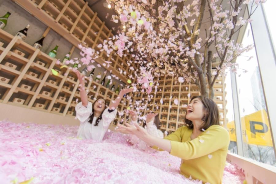桜の花びらに埋もれながら日本酒を味わえます