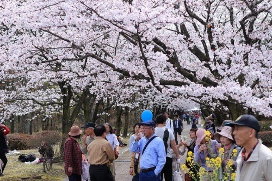 散策路には約150本の桜