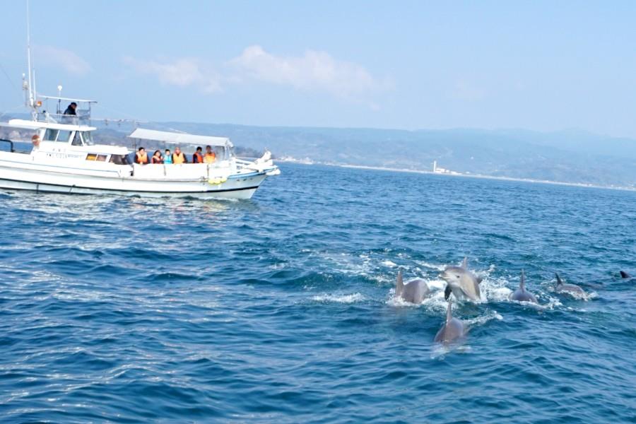 船の前を泳ぐイルカの群れ。