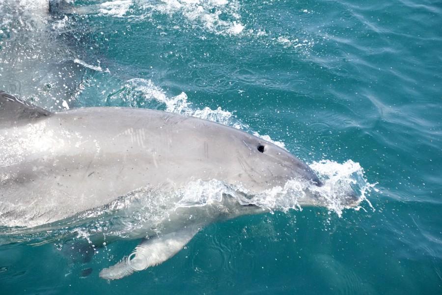 船からは手を伸ばすとイルカが触れるぐらいのところまで近づけます。野生のイルカは迫力満点！