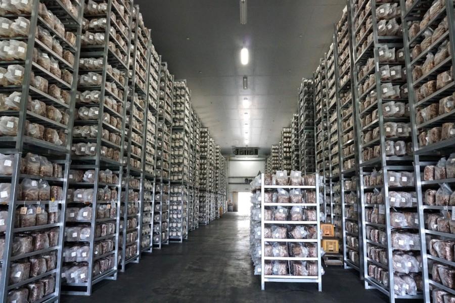 ここでは、普段なかなか見ることができないしいたけ作りの工場見学や収穫体験ができます。