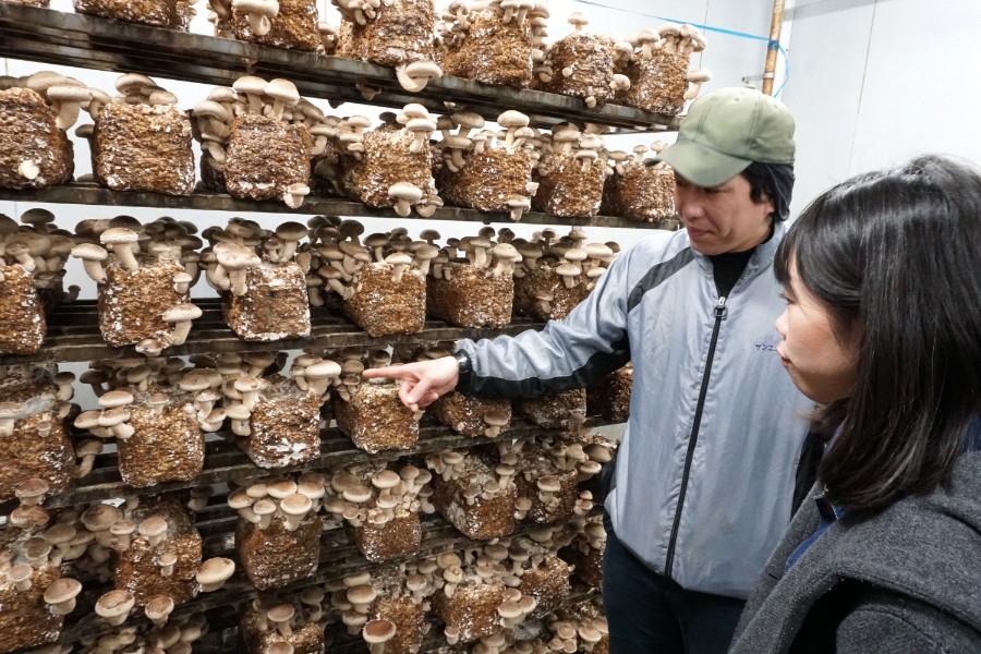工場見学では案内人の方がしいたけの栽培の仕方や、新鮮なしいたけの見分け方、おいしい保存方法・調理方法などを丁寧に教えてくれます。