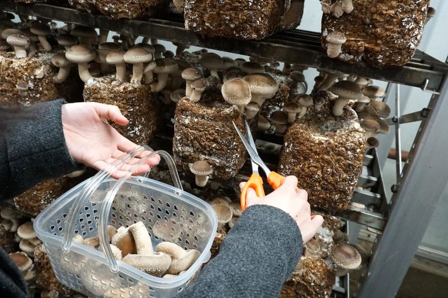 収穫体験では、自分の手でしいたけを収穫することもできますよ！収穫したしいたけは有料で持ち帰りもできますよ。肉厚でかさの閉じた高級しいたけをゲットしましょう！