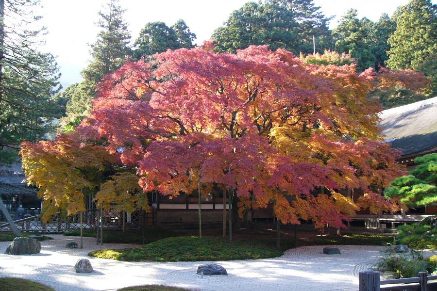 和庭園の中にある樹齢400年の大楓 和庭園の中にある樹齢400年の大楓