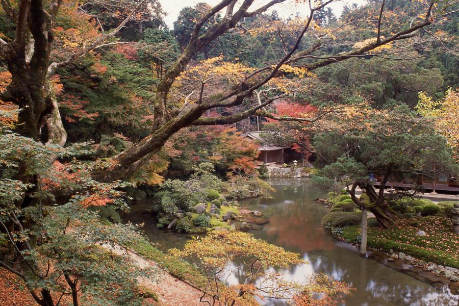庭園の中は200本以上のモミジが彩ります 庭園の中は200本以上のモミジが彩ります