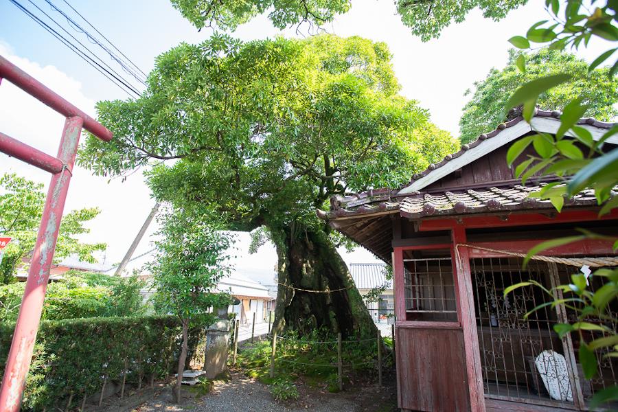 戦火を生き残った樹齢500年以上の大タブの木