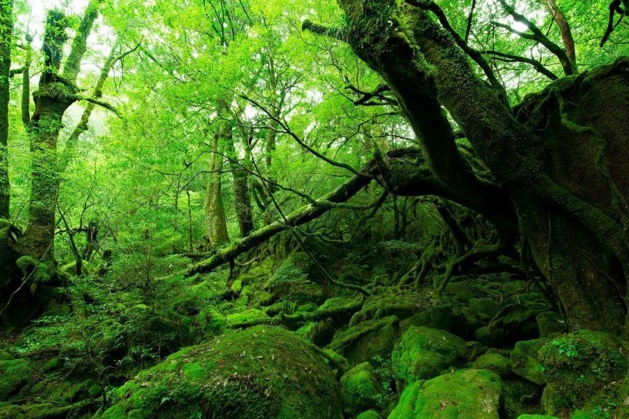 ▲映画の世界のような光景が広がる「白谷雲水峡」
