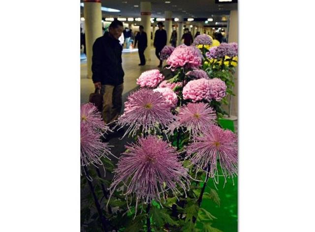 さっぽろ菊まつり
