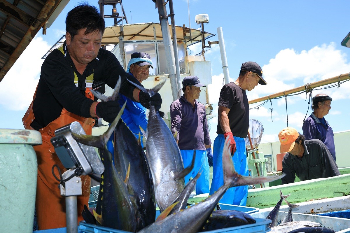 カツオ漁