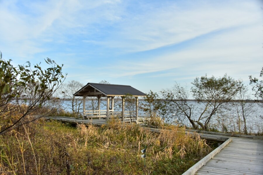 野鳥好きの聖地・ウトナイ湖へ1-3