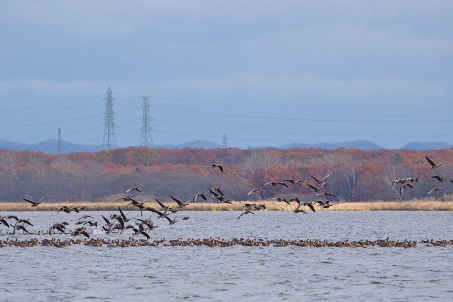 野鳥好きの聖地・ウトナイ湖へ1-4