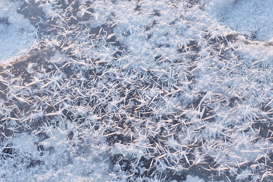 野鳥好きの聖地・ウトナイ湖へ5-2