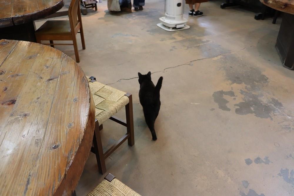 喫茶 蔵　猫