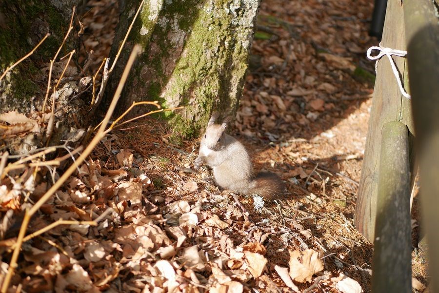 阿寒といえばやっぱりコレ！まりもづくしで癒やしの旅2-6
