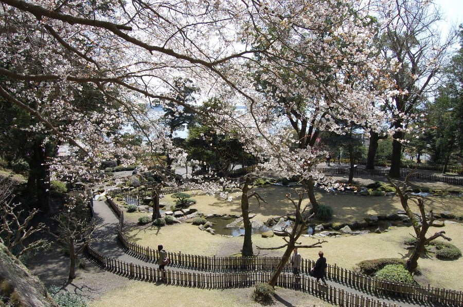 園内には、約150本の桜が咲き誇ります 園内には、約150本の桜が咲き誇ります