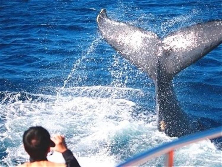 クジラのパフォーマンスを事前にチェックしておけば、さらに楽しめる！