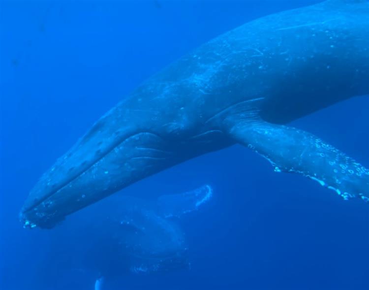 雨の日におすすめ、水中観光船からクジラが見えるプランも