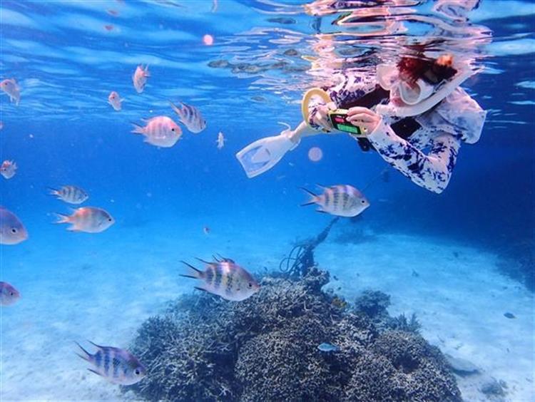 色鮮やかな熱帯魚やサンゴ礁を観察できる