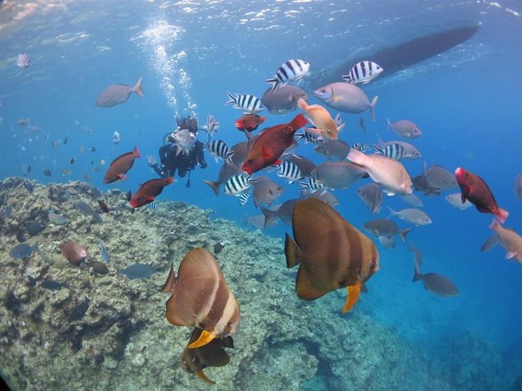 たくさんの熱帯魚と出会うことができる