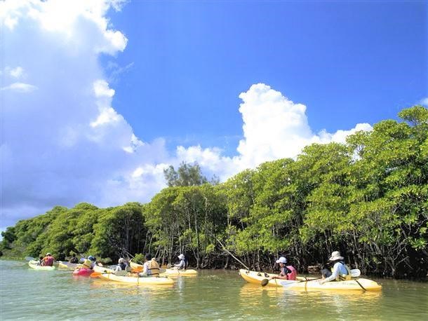 【本島北部・億首川(おくくびがわ)開催／約3時間】マングローブカヤック