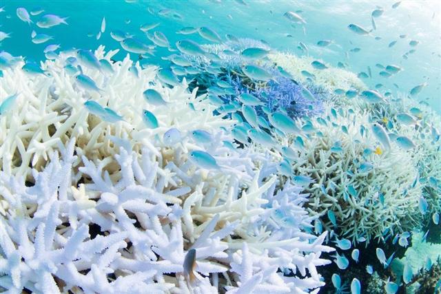 【宮古島開催／約2時間】体験ダイビング(1ダイブ)