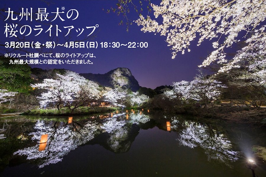 九州最大の桜のライトアップ