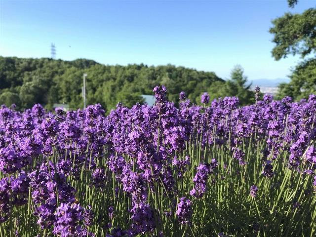 幌見峠