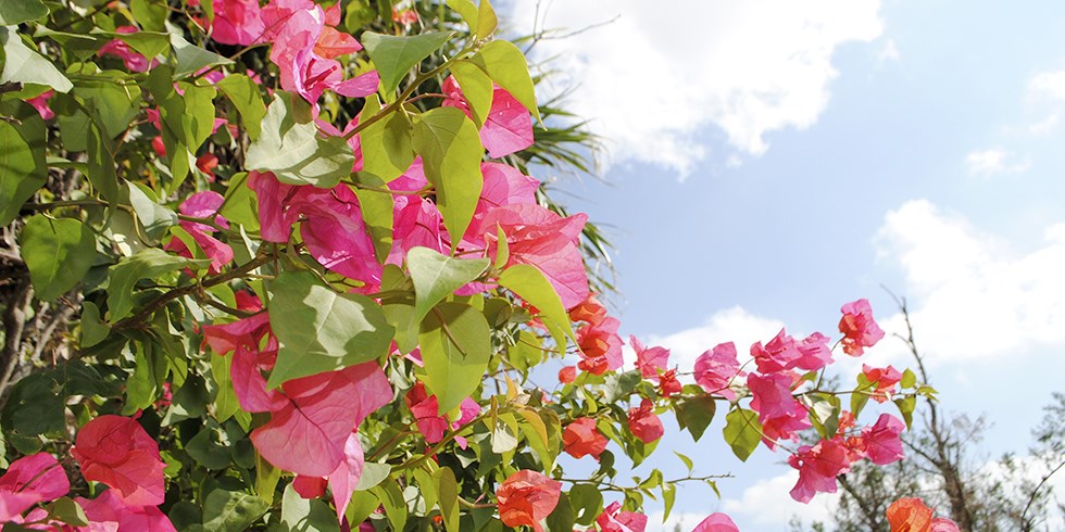 宮古島で農業体験 さとうきび農家の日常に迫る。