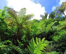 「カヌチャリゾート」だからこそ叶う感動体験とは…？