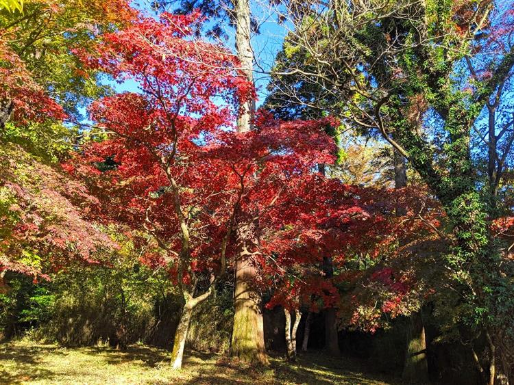 池峯もみじの郷4