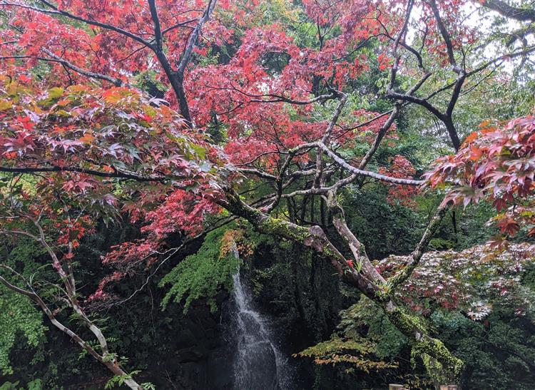 滝と紅葉