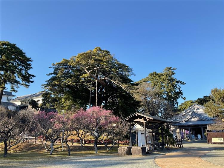 小田原城11