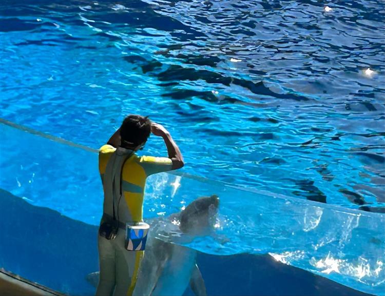 新江ノ島水族館イルカショー