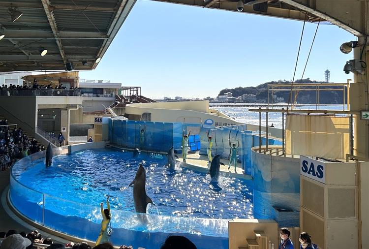新江ノ島水族館イルカショー3